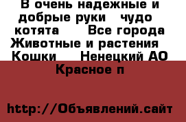 В очень надежные и добрые руки - чудо - котята!!! - Все города Животные и растения » Кошки   . Ненецкий АО,Красное п.